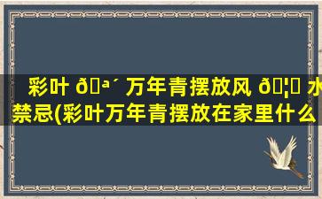 彩叶 🪴 万年青摆放风 🦍 水禁忌(彩叶万年青摆放在家里什么位置zui
好)
